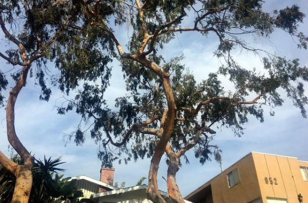Viewpoint: Angeleno Heights resident says tree trimmers went too far